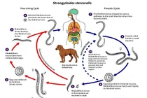 Nhiễm giun lươn do ăn tiết canh chó
