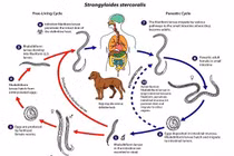 Nhiễm giun lươn do ăn tiết canh chó