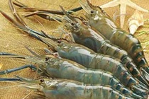 Dinh dưỡng học đường: Khoáng chất quan trọng đối với trẻ