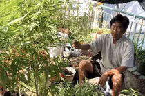 Trồng 110 cây cần sa trên ban công
