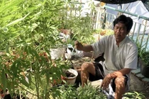 Trồng 110 cây cần sa trên ban công
