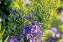 Cây hương thảo phòng và hỗ trợ chữa ung thư 