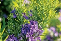 Cây hương thảo phòng và hỗ trợ chữa ung thư 