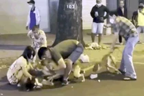 Chó Alaska bị Pitbull tấn công giữa đường phố Sài Gòn