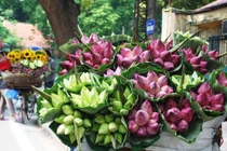 Cách phân biệt quỳ và sen