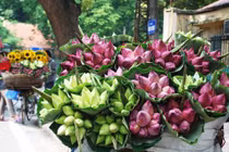 Cách phân biệt quỳ và sen