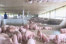 Ngành chăn nuôi thiệt hại 80.000 tỷ đồng