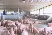 Ngành chăn nuôi thiệt hại 80.000 tỷ đồng