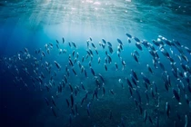 Biến đổi khí hậu bắt đầu đe dọa ngành thủy sản thế giới