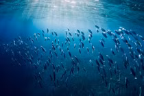 Biến đổi khí hậu bắt đầu đe dọa ngành thủy sản thế giới