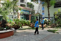 TP.HCM: Cây phượng trong trường bật gốc, 1 học sinh tử vong
