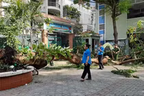 TP.HCM: Cây phượng trong trường bật gốc, 1 học sinh tử vong