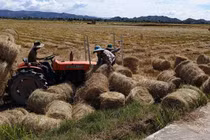 “Hạt ngọc” cao nguyên