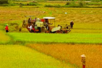 Thanh Hóa chuyển mục đích sử dụng đất trồng lúa để thực hiện KĐT mới Sao Mai