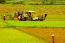 Thanh Hóa chuyển mục đích sử dụng đất trồng lúa để thực hiện KĐT mới Sao Mai