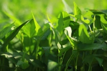 Không ăn rau muống nước sau mưa