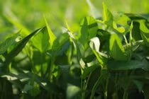 Không ăn rau muống nước sau mưa