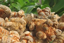 Danh mục dược liệu quý hiếm