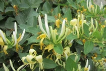 Bài thuốc phòng chống bệnh sốt phát ban