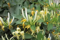 Bài thuốc phòng chống bệnh sốt phát ban