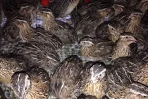 Ăn chim cút có lo ngại lây nhiễm Covid-19?