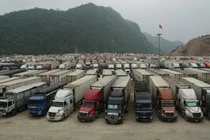 Xuất khẩu nông sản vẫn mù mờ về cung và cầu