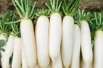 Củ cải có tác dụng bổ phế.