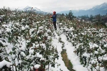 Rét đậm, rét hại còn tiếp diễn trong 4 – 5 ngày tới