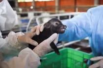 Công nghệ nhân bản vô tính lợn ỉ