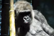 SARS-CoV-2 có thể lây nhiễm từ người sang động vật và ngược lại