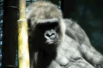 SARS-CoV-2 có thể lây nhiễm từ người sang động vật và ngược lại