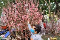 Giá hoa Tết giảm, sức mua yếu