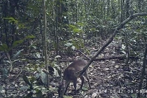 Dùng bẫy ảnh phát hiện động vật hoang dã