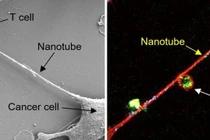 Tế bào ung thư sử dụng “giác mút tí hon” để hút các ti thể ra khỏi tế bào miễn dịch