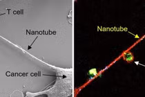 Tế bào ung thư sử dụng “giác mút tí hon” để hút các ti thể ra khỏi tế bào miễn dịch