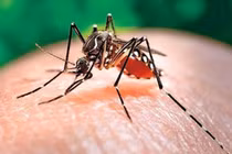 Hà Nội xin ý kiến chuyên gia về các biện pháp phòng bệnh truyền nhiễm