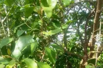 Ðông y trị bệnh liệt run