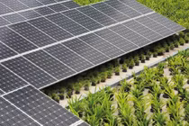 Trồng cây kết hợp phát điện