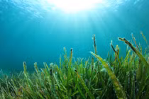 Cỏ biển miền Trung đang dần tàn lụi