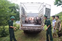  Kiểm soát vận chuyển lợn qua biên giới