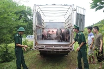  Kiểm soát vận chuyển lợn qua biên giới