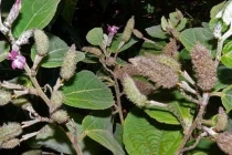 Các cây thuốc nam chữa xơ gan