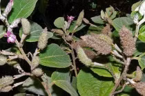 Các cây thuốc nam chữa xơ gan