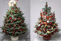 Thông Noel đi máy bay về Việt Nam, 30 triệu đồng/cây vẫn cháy hàng