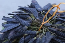 Xông nhà bằng bồ kết diệt khuẩn?