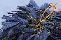 Xông nhà bằng bồ kết diệt khuẩn?