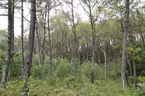 Dưới rừng thông, nhiều cây keo được trồng xen lẫn.