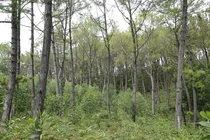 Dưới rừng thông, nhiều cây keo được trồng xen lẫn.