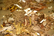 Hai bài thuốc ngâm trị sa tử cung