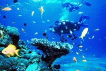 Từ ngày 27/6, TP Nha Trang dừng hoạt động lặn biển ngắm san hô.